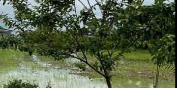 Chính chủ cần bán đất giá rẻ,vị trí đẹp.