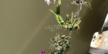 nhà vườn đường Trương Văn Đa, Xã Tân Nhật, Huyện Bình Chánh,Tp HCM 3300m2