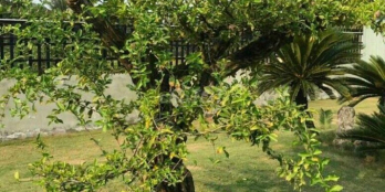 bán đất có 300m thổ còn lại trồng cây và lúa Quy hoạch khu dân cư giá 22 tỷ