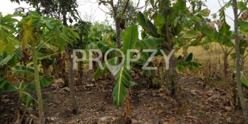 BÁN LÔ ĐẤT HƠN 1000M2  Ở AN HẠ-TRÔNG TRỌT TUYỆT VỜI