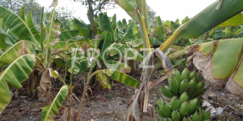 BÁN NHANH TRƯỚC TẾT ĐẤT VƯỜN NHIỀU TIỀM NĂNG ĐƯỜNG AN HẠ