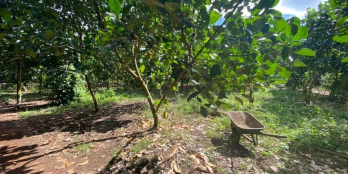 4500m2, xã Bảo quang gân chùa Huyên trang.