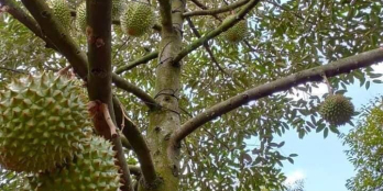 Nhà em cần tiền gấp trong tuần để giải quyết công việc ,nên đành bán lô đất sào