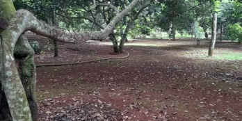 Nền nhà phường bảo vinh giá cực tốt