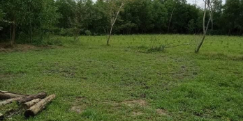 Hơn 4000m2 ( 200m2 đất ở) vườn Đức Lân, Mộ Đức đang rất cần tìm chủ mới