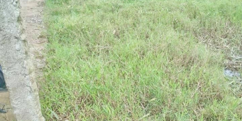 ĐẤT TỊNH BẮC  CÁCH SÂN BANH TỊNH BẮC VÀI BƯỚC CHÂN.