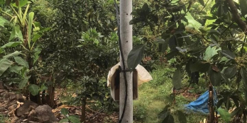 Chủ gửi bán 4.6 sào đất rẫy,trên đất đang trồng chuối,bơ,mít và chôm chôm