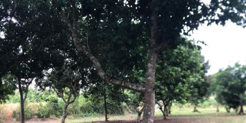 2sào liền kề vườn chôm chôm lâu năm tại xã Hưng Lộc (sổ riêng từng sào)