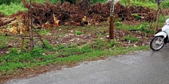 ? Bán nền đường Giồng Nhãn xã Hiệp Thành TP Bạc Liêu, ngang 31m dài 75m.