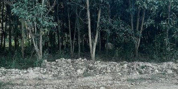 Chủ gửi bán 1,1 ha đất Xã Hô Nai 3. Huyện Trảng Bom