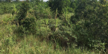 kẹt bán 1000m2 đất Bình ĐỨc giá 650 triệu có Sô Riêng