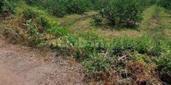 Đất vườn đẹp nhất xã Bình Đức ở Bến Lức Long An.