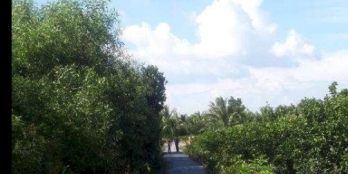 Đất vườn cách tp 25km, chỉ 40 phút ô tô tới đất