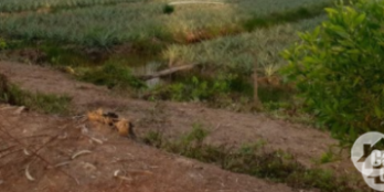 ĐẤT THỔ VƯỜN SANG TAY CÓ LỜI, XÃ THẠNH LỢI, HUYỆN BẾN LỨC, TỈNH LONG AN, DT: 112