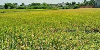 cần bán nhà vườn wieu cánh đồng sau lưng chợ eakao