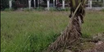 Cần tiền bán lô đất vườn 2203m2 SHR Long Trạch Cần Đước