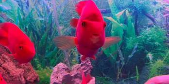 Chính chủ bán siêu phẩm Cầu Giấy, Dt 80m2 x 4T, Mt 4,3m, 3 thoáng, ô tô tránh