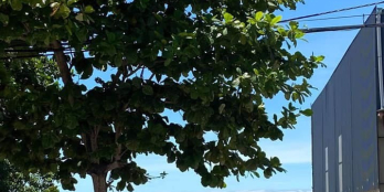 Đất đã xây móng kiên cố chịu tải 4 tầng.