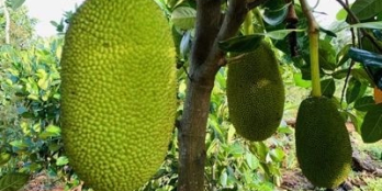 Bán lô đất 1.341m2, VƯỜN TRÁI CÂY, ĐẤT PHỦ HỒNG