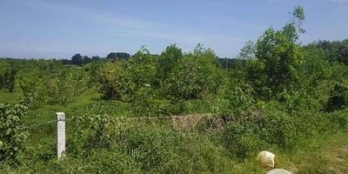 Đất Huyện Đất Đỏ 18.596m2 Đất đỏ, Bà Rịa Vũng Tàu.