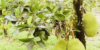 Bán 5.945m2, đất VƯỜN TRÁI CÂY, xã Quảng Thành