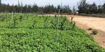 Lô ống hay biệt thự biển Châu Tân  em đều có . Đi bộ ra biển chỉ 2phut