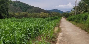 Chính chủ cần bán đất tổng diện tích 8 xào với giá 1ty5