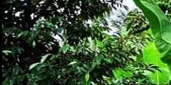 Đất vườn thổ cư Huyện Châu Thành 1532m²