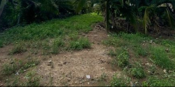 Cấn bán đất nền vườn dừa xanh rợp tại An Phước!!