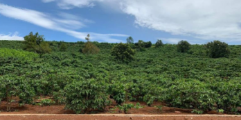 Bán đất trồng cây gần khu công nghiệp Thạnh Lộc - giá chỉ 2tr/m2