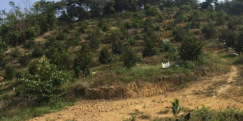 bán nhanh mảnh vườn sầu riêng hơn 170 gốc năm 3