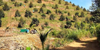 góc bán đất Diện tích 2HA Trong sổ 1.4 HA ?Cách tỉnh lộ 713. 1 cây