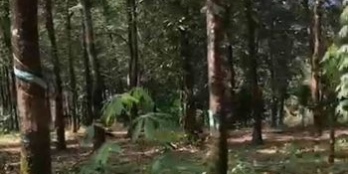 Cần ra đám vuon bằng phẳng dẹp.hiện đang là cao su.( hợp mua đầu tư hoặc trồng s