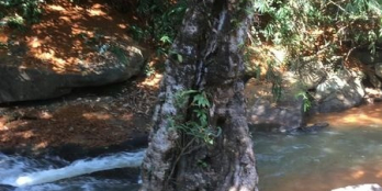 góc Cần ra đám vườn 1.2 hec ,trên đất hiện giờ đang có điều