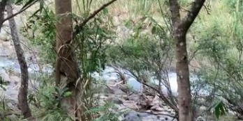 4,1 xào trên đất đã trồng mít trên 2 năm sau vuòn có suối nươc quanh năm. Cách t