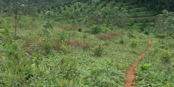 đám vườn viewl quá đẹp Khu vực ranh gioi đoàn kết-đạ huoai-va tà bứa Đt:6.5 héc