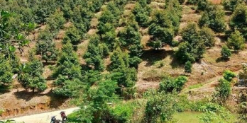 gấp cần bán diện tích : 1ha Có nhà.điện nước đầy đủ.xe hơi đi đến nơi.