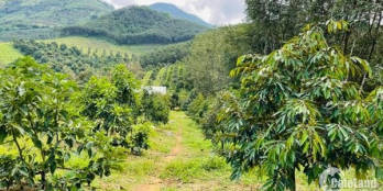 Diện tích: 18.000m2.  Giá yêu thương chỉ 4,5 tỷ