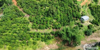 Chính chủ cần bán lô đất 5ha. Tại đạ rsal, đam rông, lâm đồng