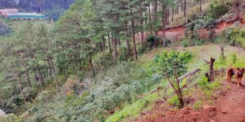 Thích Hợp Bỏ Phố Về Rừng Đất Đèo mimosa phường 10 Đà Lạt