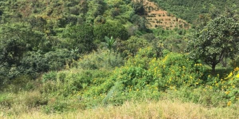 Sở hữu nền đất 572m2 view thung lũng xanh- đường nhựa oto ô tận nơi, cách đường