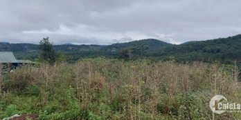 cần bán gấp đất rộng tại Xuân Trường , Đà Lạt 20.0000  m2 giá  950 triệu/ sào