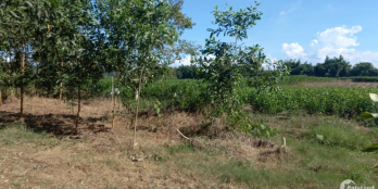 2,6sào mặt tiền đường đất hơn 3m.Thôn 7,tt đateh