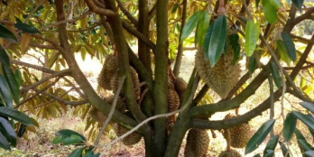 160tr/sào  DT:   1,7héc Thế đất bằng và triền cách Chợ Đateh: 5km