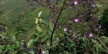 góc bán đất Thuộc xã Quốc Oai. ĐạTẻh .Lâm Đồng   Giá rẽ nhất thị trường .