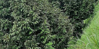 vườn view siêu Vip tại Thôn 2 Xã Đạ Kho, H.Đạ Tẻh