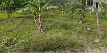 Cần bán 10x31 đã trừ lộ giới . Mặt tiền đường nhựa triệu hải Cách đường chính li