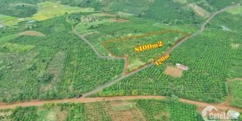 Đất vườn, trên đất có cây ăn trái, sầu riêng, bơ... Liên đầm - Di Linh  Diện t