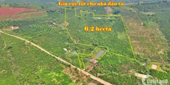 bán 6.2 hecta đất vườn Tân thượng - Di Linh- Giá cực tốt cho nhà đầu tư