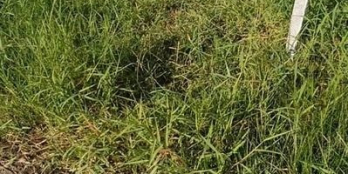 BÁN NỀN:  -Ngang 6m, dài 30m. Sổ hồng, chính chủ